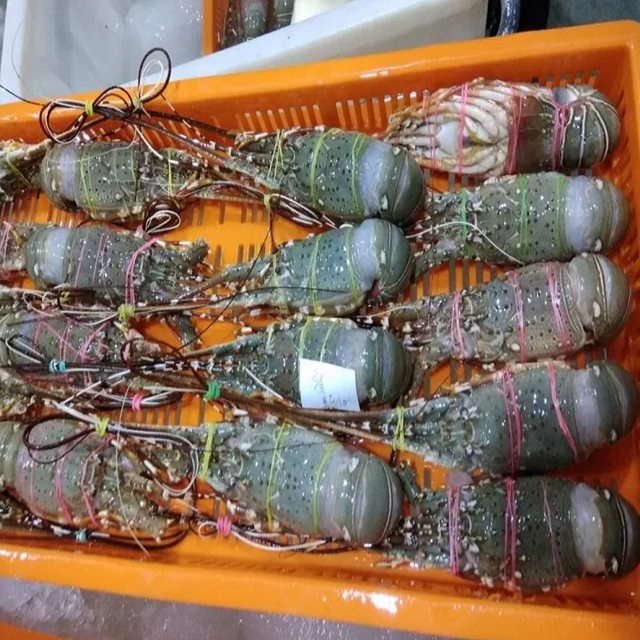 Frozen Spiny Lobster Premium Seafood High Grade With Best Deal From France Manufacture Factory Export