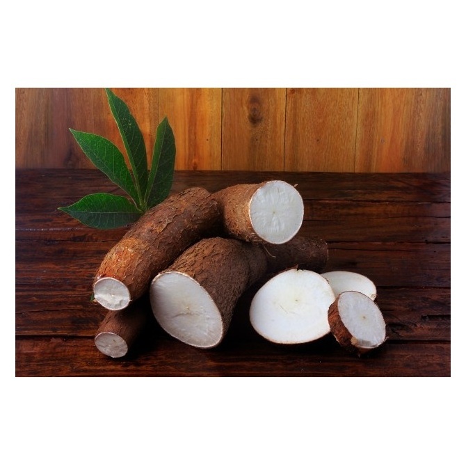 High Quality Fresh Vegetables Cassava Available For Sale At Low Price