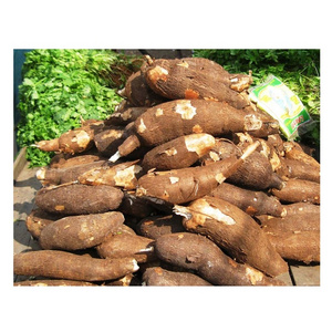 High Quality Fresh Vegetables Cassava Available For Sale At Low Price