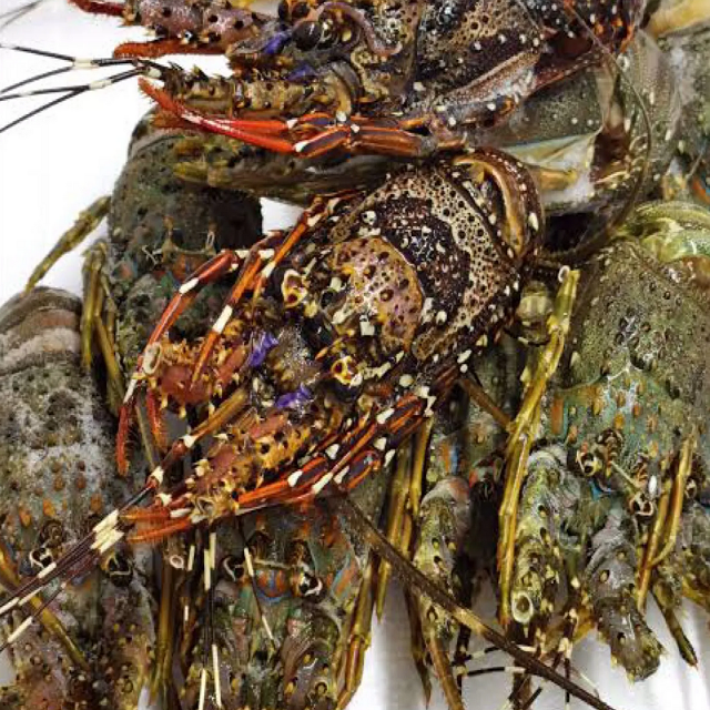 Frozen Spiny Lobster Premium Seafood High Grade With Best Deal From France Manufacture Factory Export