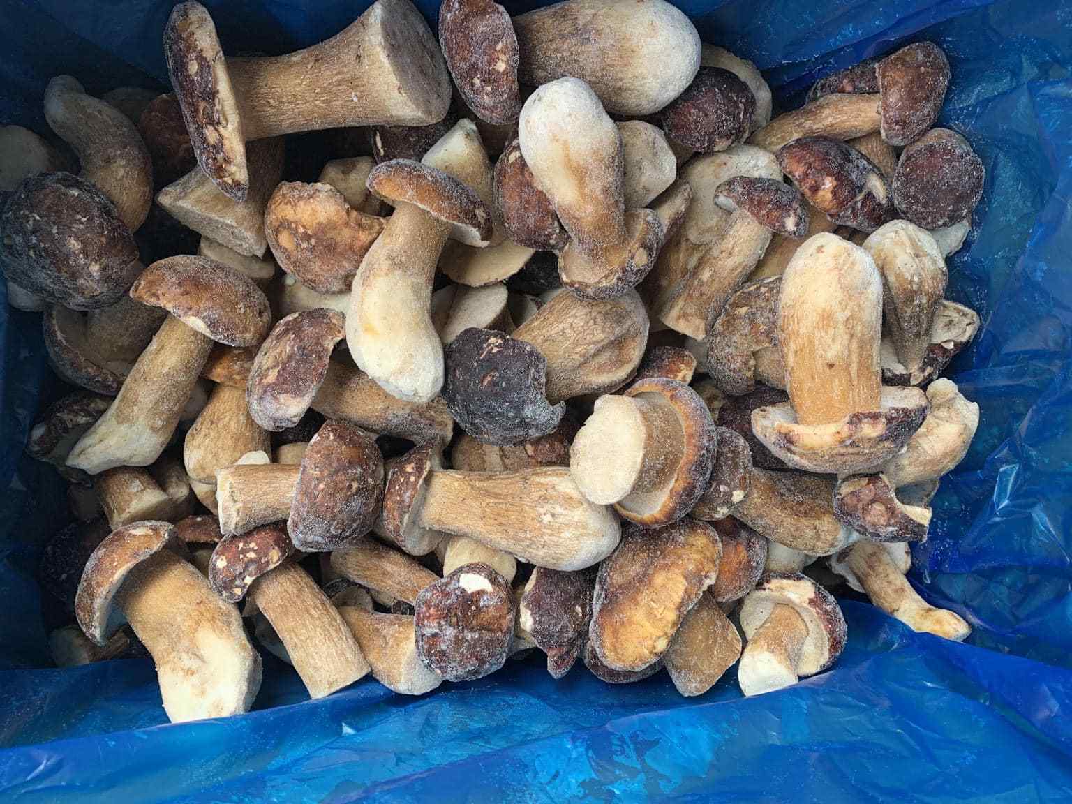 Wholesale Boletus Luteus Mushrooms / Frozen Porcini Mushrooms