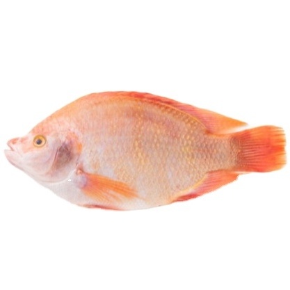 Frozen Tilapia Fish / Frozen Whole Round Tilapia Fish, Red Tilapia, Black Tilapia fillet Cheap Price