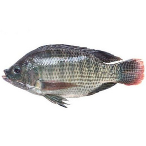 Hot Selling Cheap Frozen Tilapia Price 100-200G 10Kg/Per Carton Whole Round Tilapia Frozen Fish France