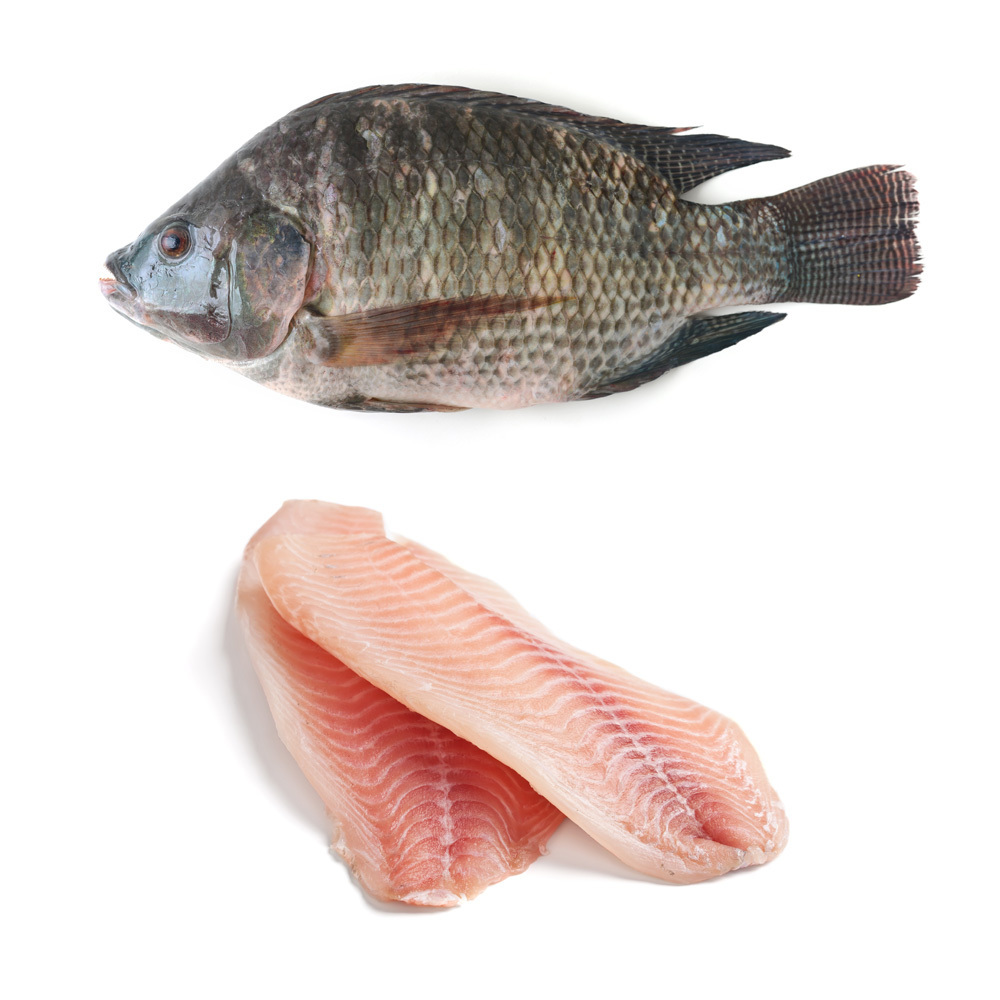 Wholesale seafood frozen whole round nile tilapia fish Cheap Price