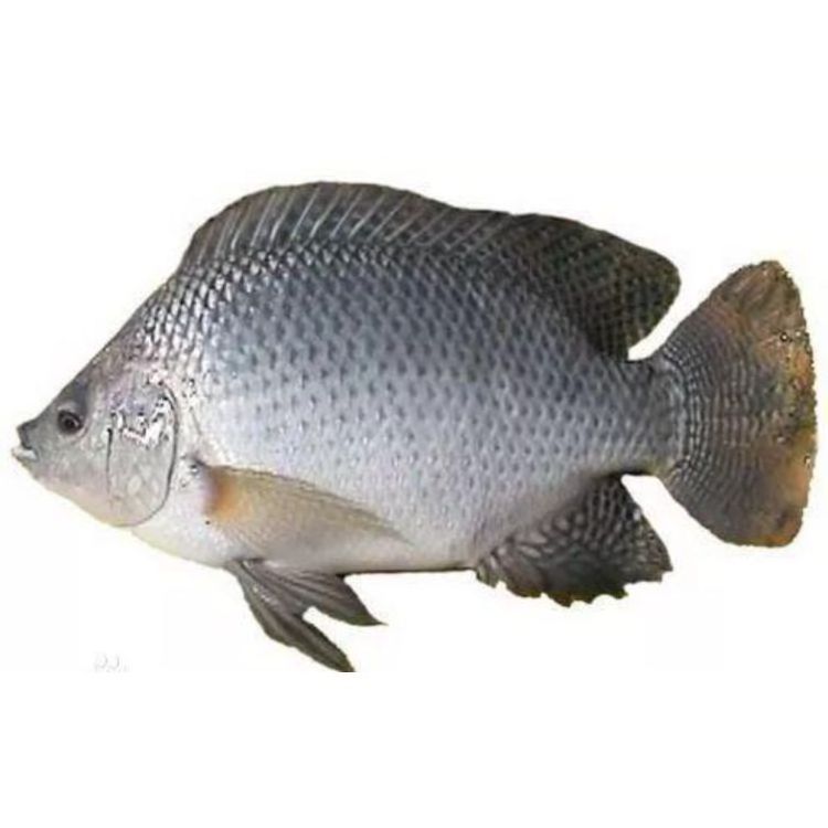 Frozen Whole Round Tilapia Manufacture Niloticus Frozen Fish Seafood Black Tilapia Cheap Price