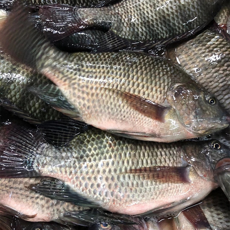 Hot Selling Cheap Frozen Tilapia Price 100-200G 10Kg/Per Carton Whole Round Tilapia Frozen Fish France