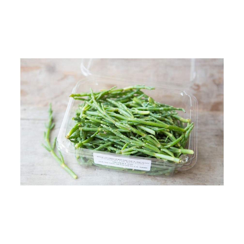 DRIED Fresh FRESH Silicornia GREEN Silicornia SEED Available