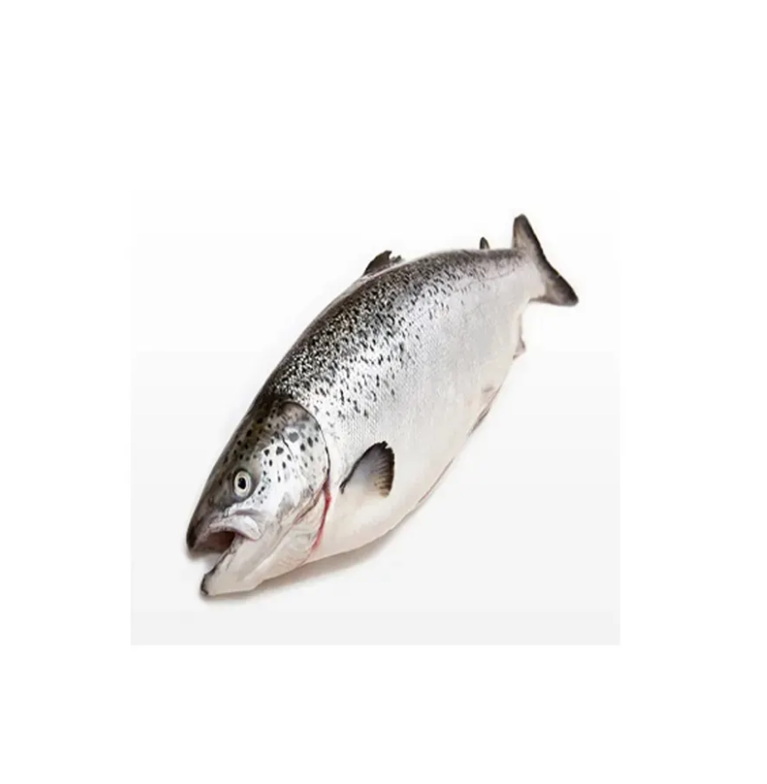 Wholesale Fresh Salmon Fish - Salmon from Norway - 100% Export Quality Salmon Fish