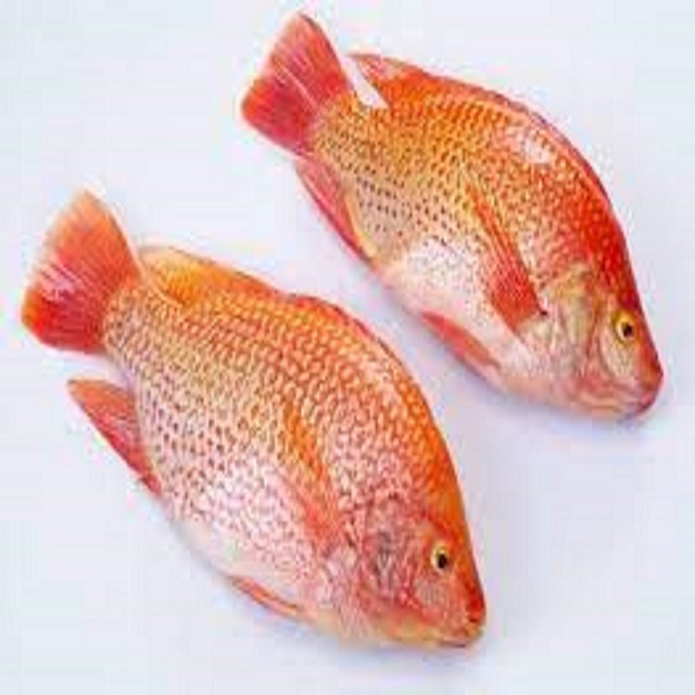 Frozen Whole Round Tilapia Manufacture Niloticus Frozen Fish Seafood Black Tilapia Cheap Price