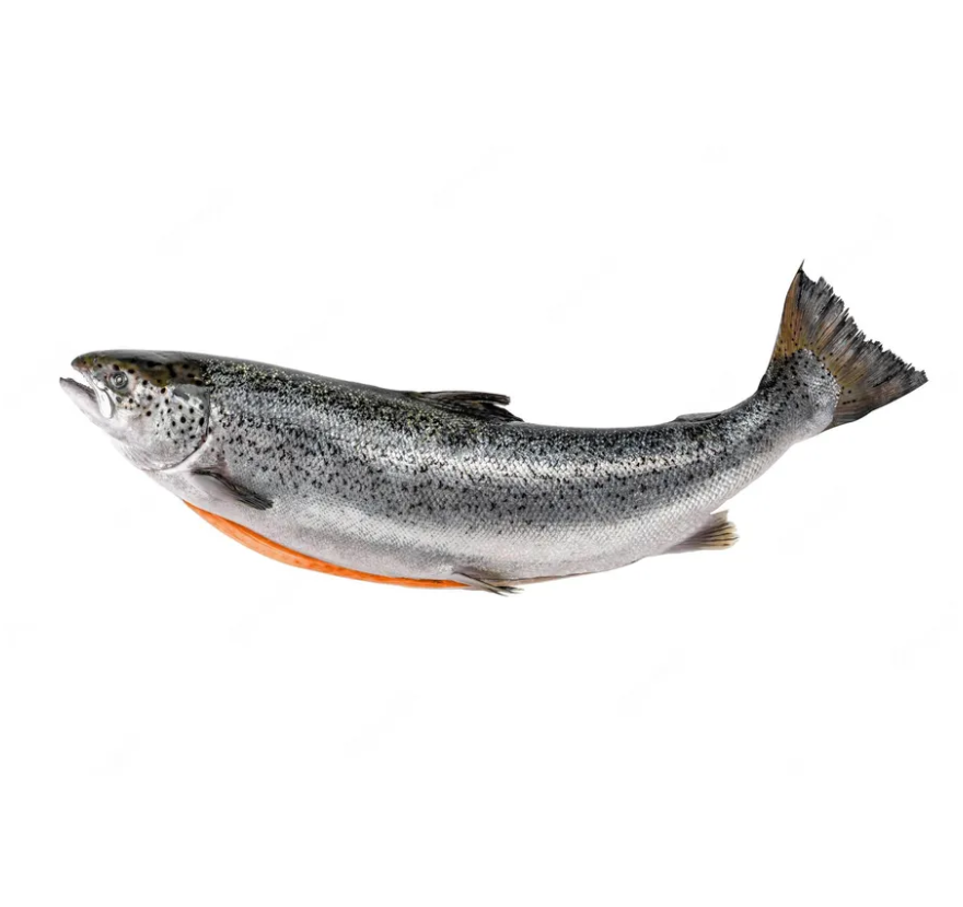 Wholesale Fresh Salmon Fish - Salmon from Norway - 100% Export Quality Salmon Fish