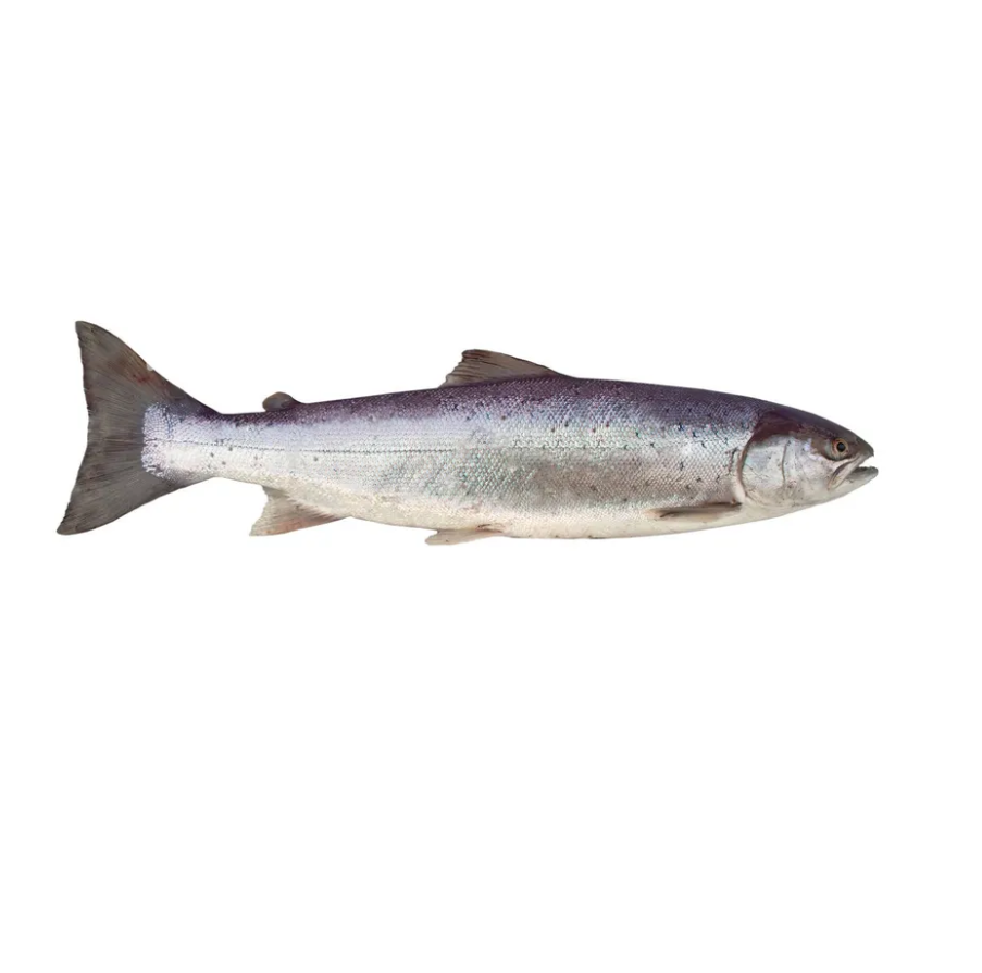 Wholesale Fresh Salmon Fish - Salmon from Norway - 100% Export Quality Salmon Fish