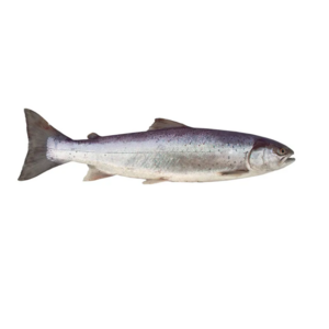 Wholesale Fresh Salmon Fish - Salmon from Norway - 100% Export Quality Salmon Fish