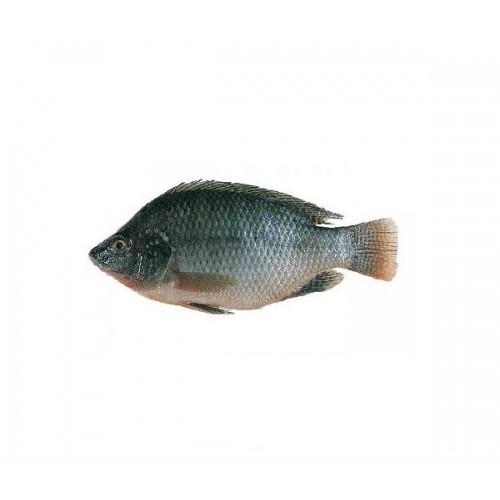 Wholesale seafood frozen whole round nile tilapia fish Cheap Price