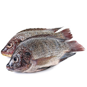 Wholesale seafood frozen whole round nile tilapia fish Cheap Price