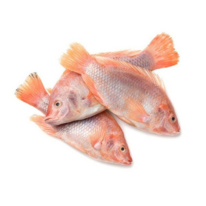 Farce Tilapia Farm Best Wholesale Frozen Tilapia Fish 10KGS Pack Frozen Tilapia