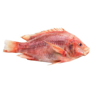 Wholesale Price Frozen Tilapia Fish Fishfishfrozen Seafood Best Quality Frozen Tilapia Fish Low Price