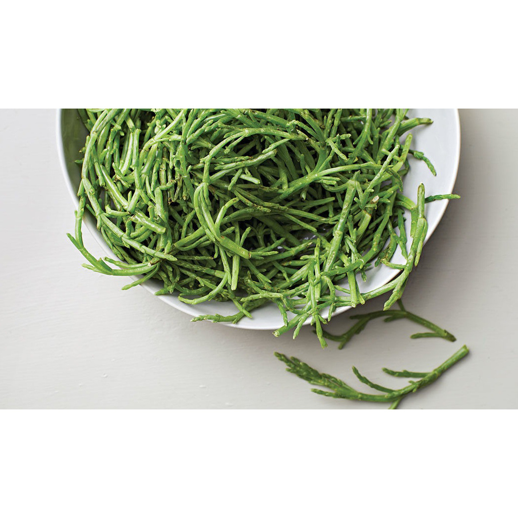 DRIED Fresh FRESH Silicornia GREEN Silicornia SEED Available