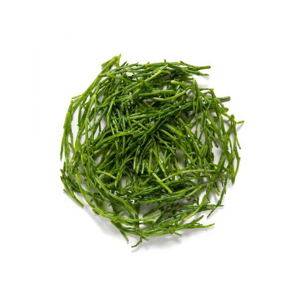 DRIED Fresh FRESH Silicornia GREEN Silicornia SEED Available