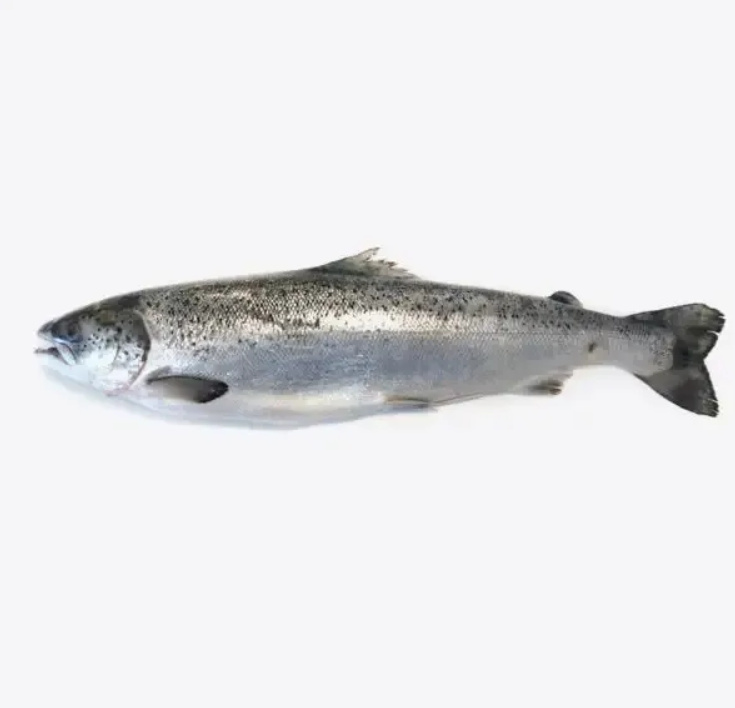 Wholesale Fresh Salmon Fish - Salmon from Norway - 100% Export Quality Salmon Fish