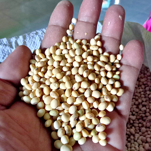 ANIMAL FEED 48% PROTEIN Soybean Meal /Quality Soyabeans Soy beans Meal For Sales