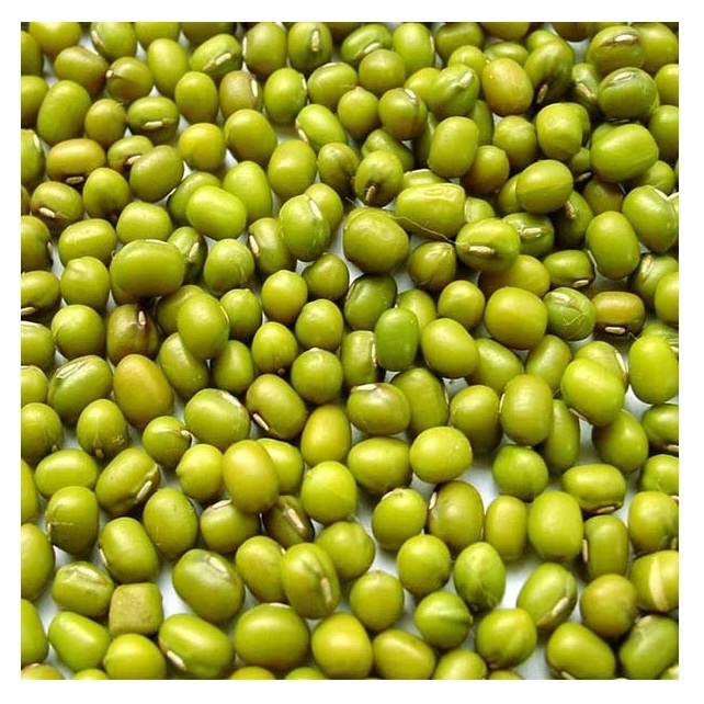 Top Quality Green Mung Beans for sale and export