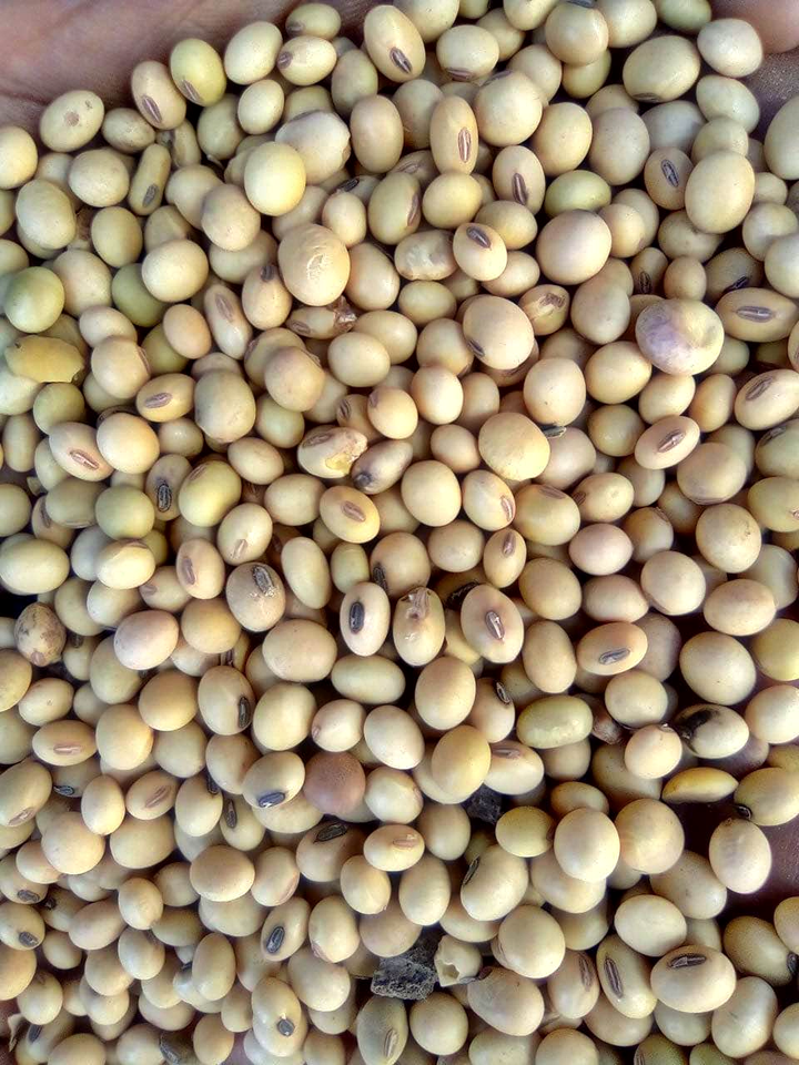 ANIMAL FEED 48% PROTEIN Soybean Meal /Quality Soyabeans Soy beans Meal For Sales