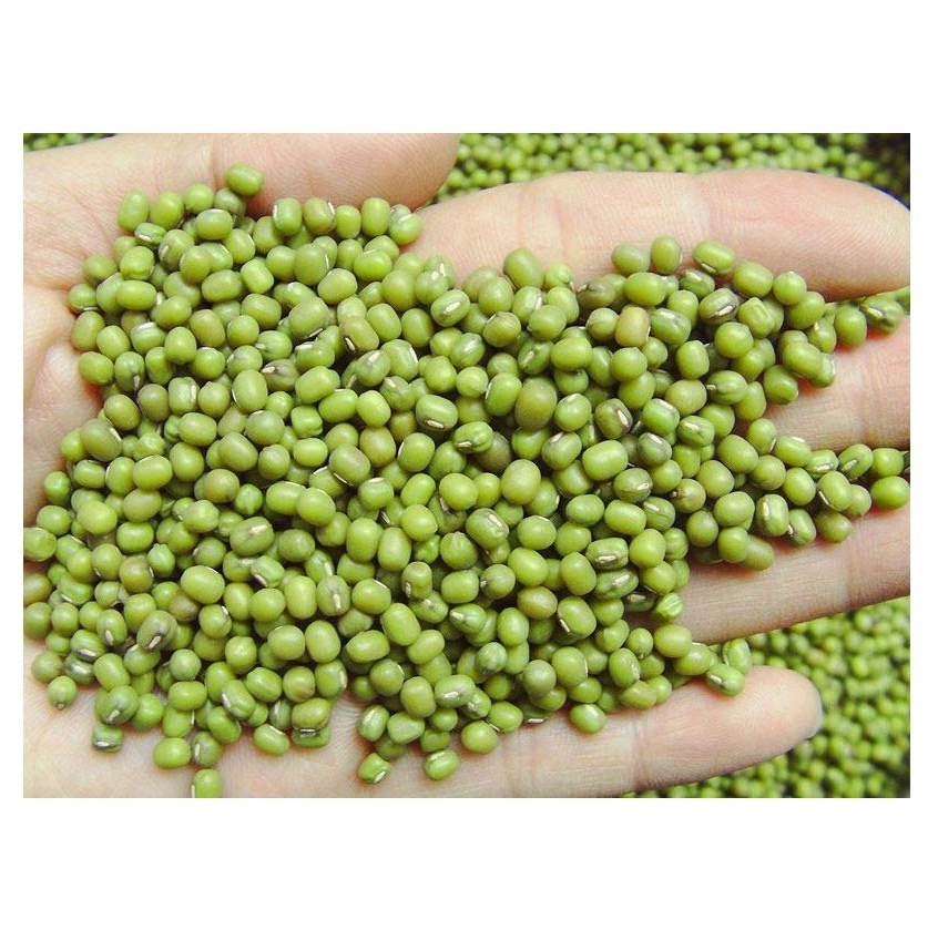 Top Quality Green Mung Beans for sale and export