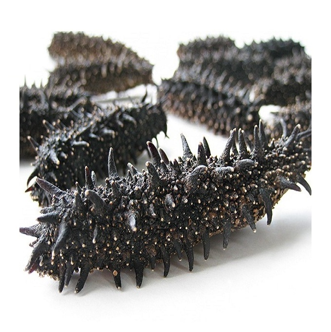 Hot Selling Price Dried Sea Cucumber (Seafood) in Bulk