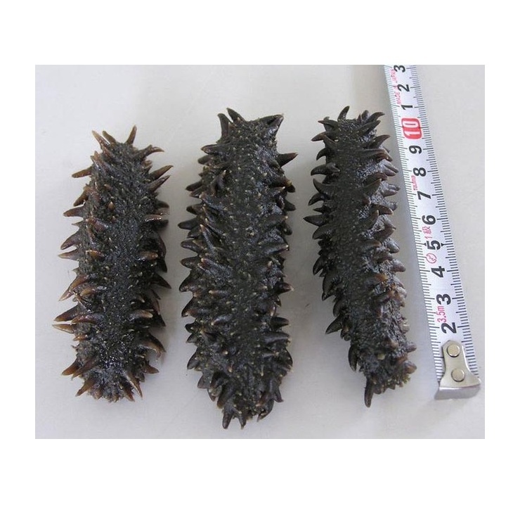 Hot Selling Price Dried Sea Cucumber (Seafood) in Bulk