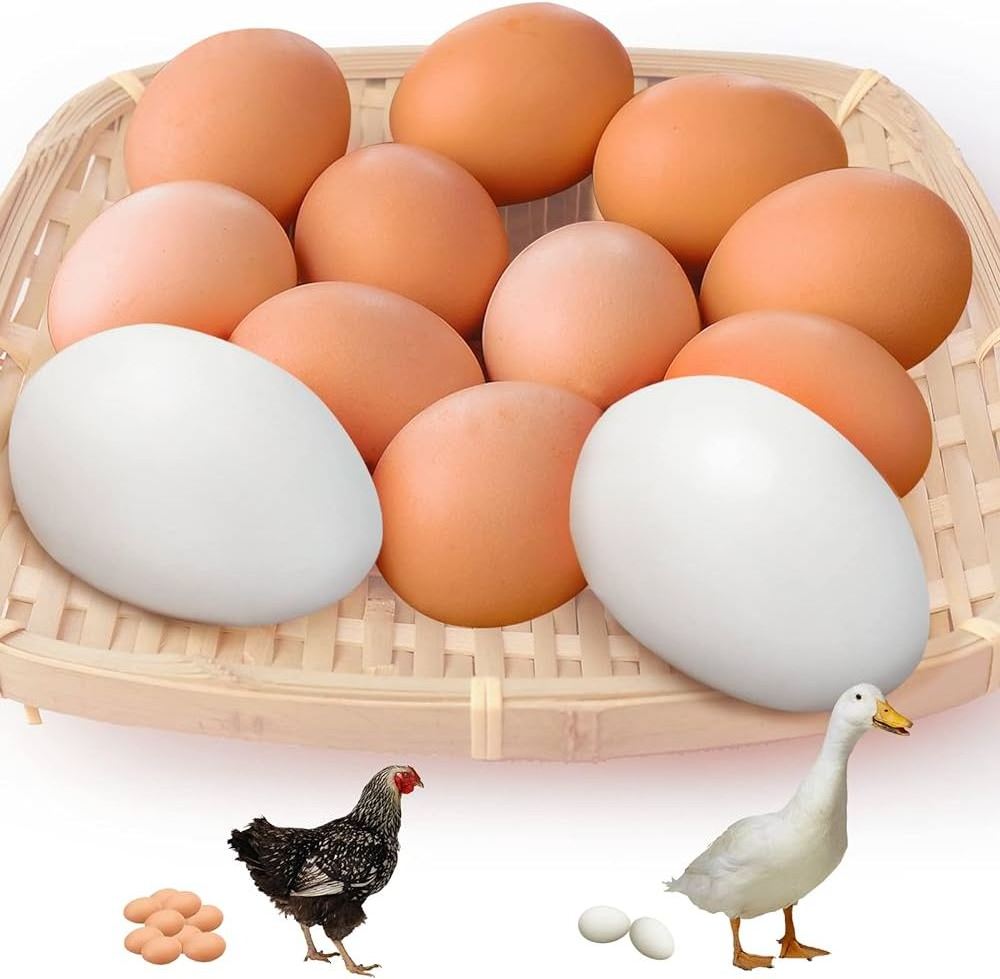 CERTIFIED IMPORT Fresh Chicken Eggs / Round Table Eggs / cheap Ostrich and Quail eggs for sale