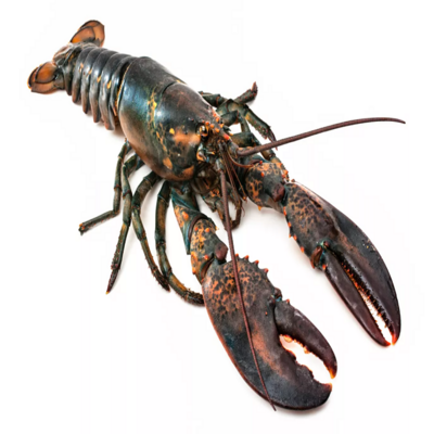 Frozen Lobster Tails Fresh Live Lobster Frozen Sea Food Lobsters Low Price