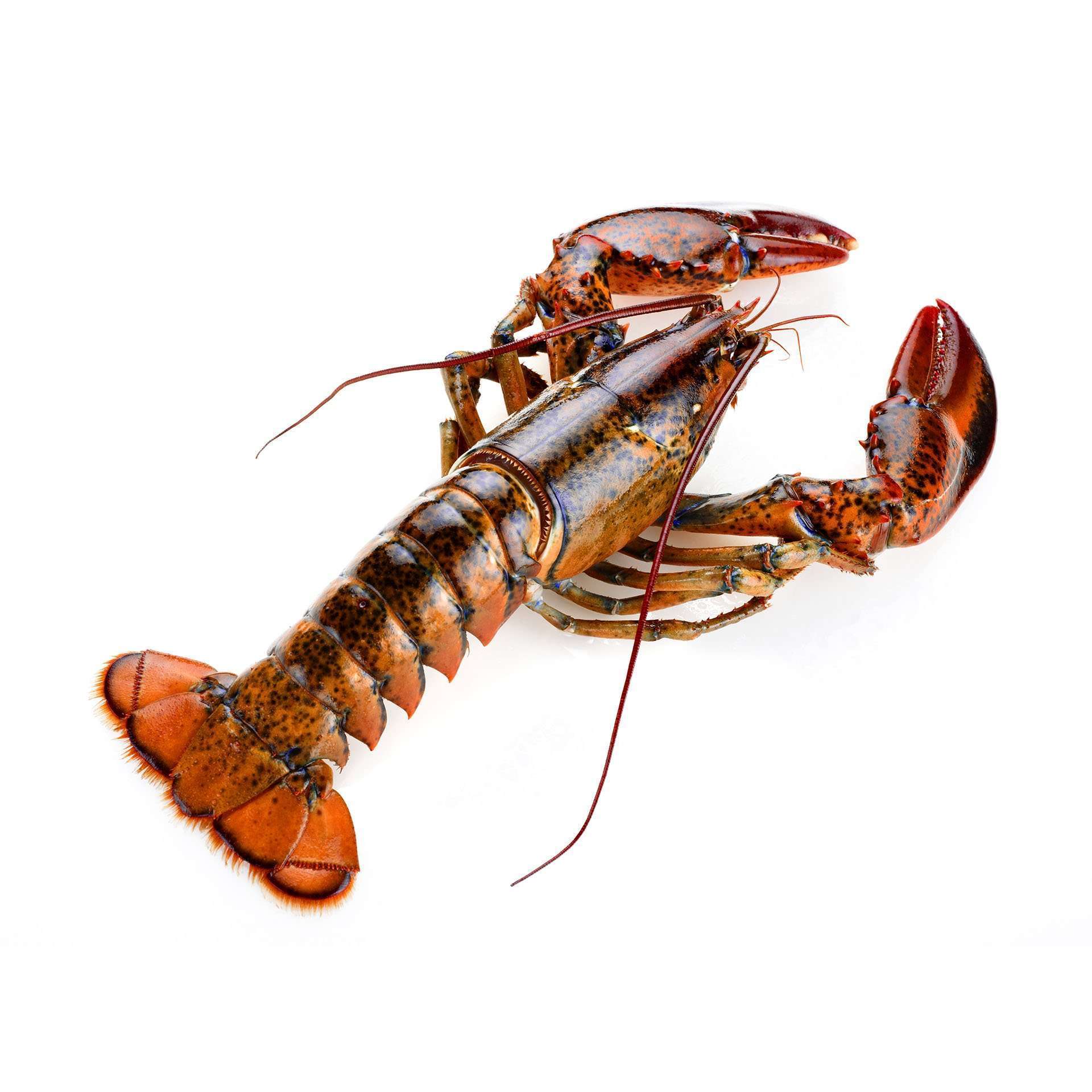 Frozen Lobster Tails Fresh Live Lobster Frozen Sea Food Lobsters Low Price