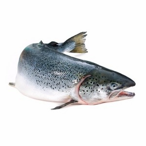 Wholesale salmon fish frozen fillet fresh and frozen atlantic salmon fish/whole frozen salmon/salmon head