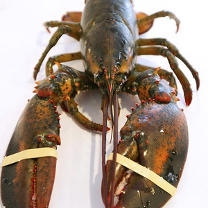 Fresh Frozen Lobsters, Raw Lobsters, Live Lobsters with Highest Export Quality Worldwide