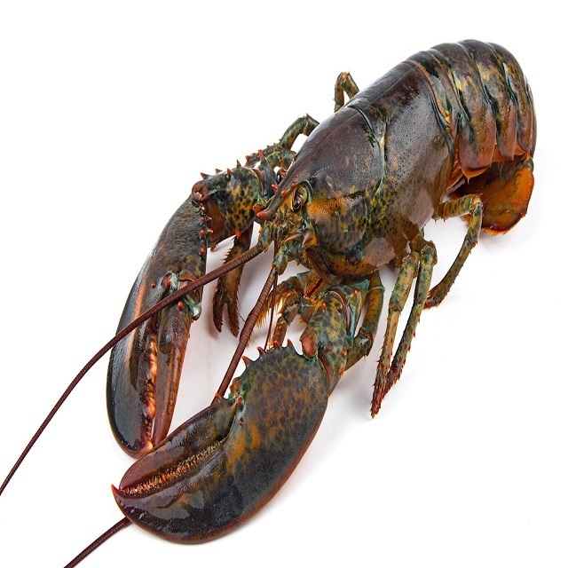 Frozen Lobster Tails Fresh Live Lobster Frozen Sea Food Lobsters Low Price