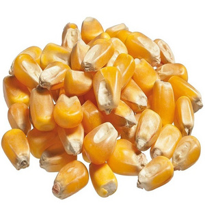 Sweet Yellow Corn For Human Consumption GMO Yellow Corn/ Yellow Corn For Animal Feed Popcorn Cheap Price