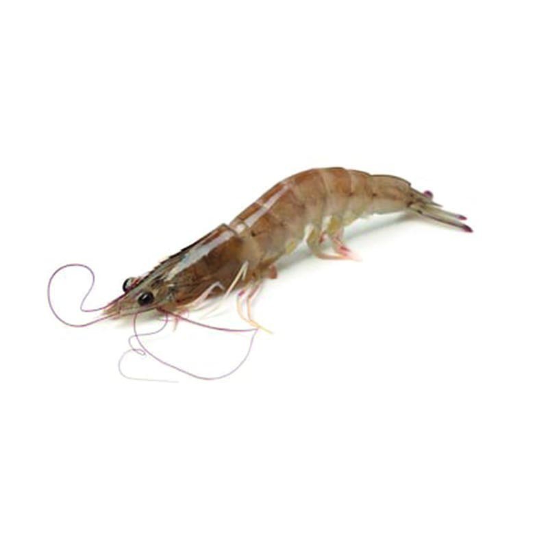 Frozen Fresh Shrimp/Seafood/Black Tiger Prawn For Export Worldwide