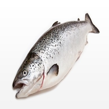 Wholesale salmon fish frozen fillet fresh and frozen atlantic salmon fish/whole frozen salmon/salmon head