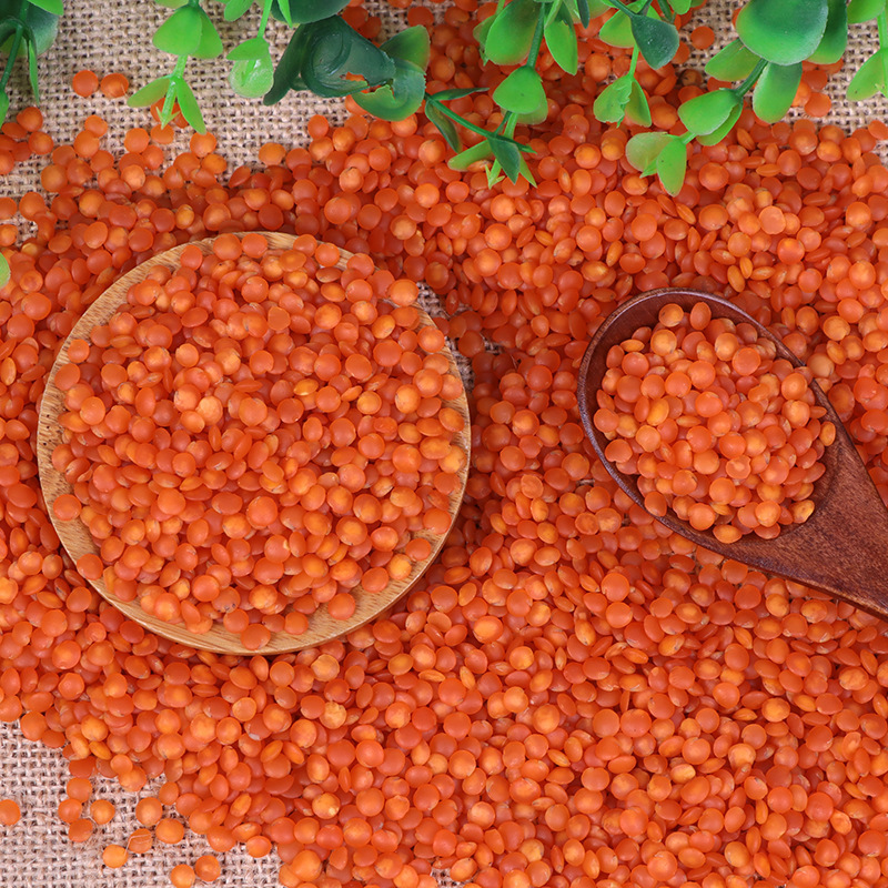 Premium Quality Best price export green red Lentils( Masoor Dal)