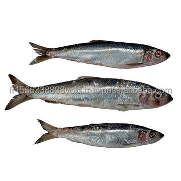 Buy Frozen Herring at Wholesale Prices