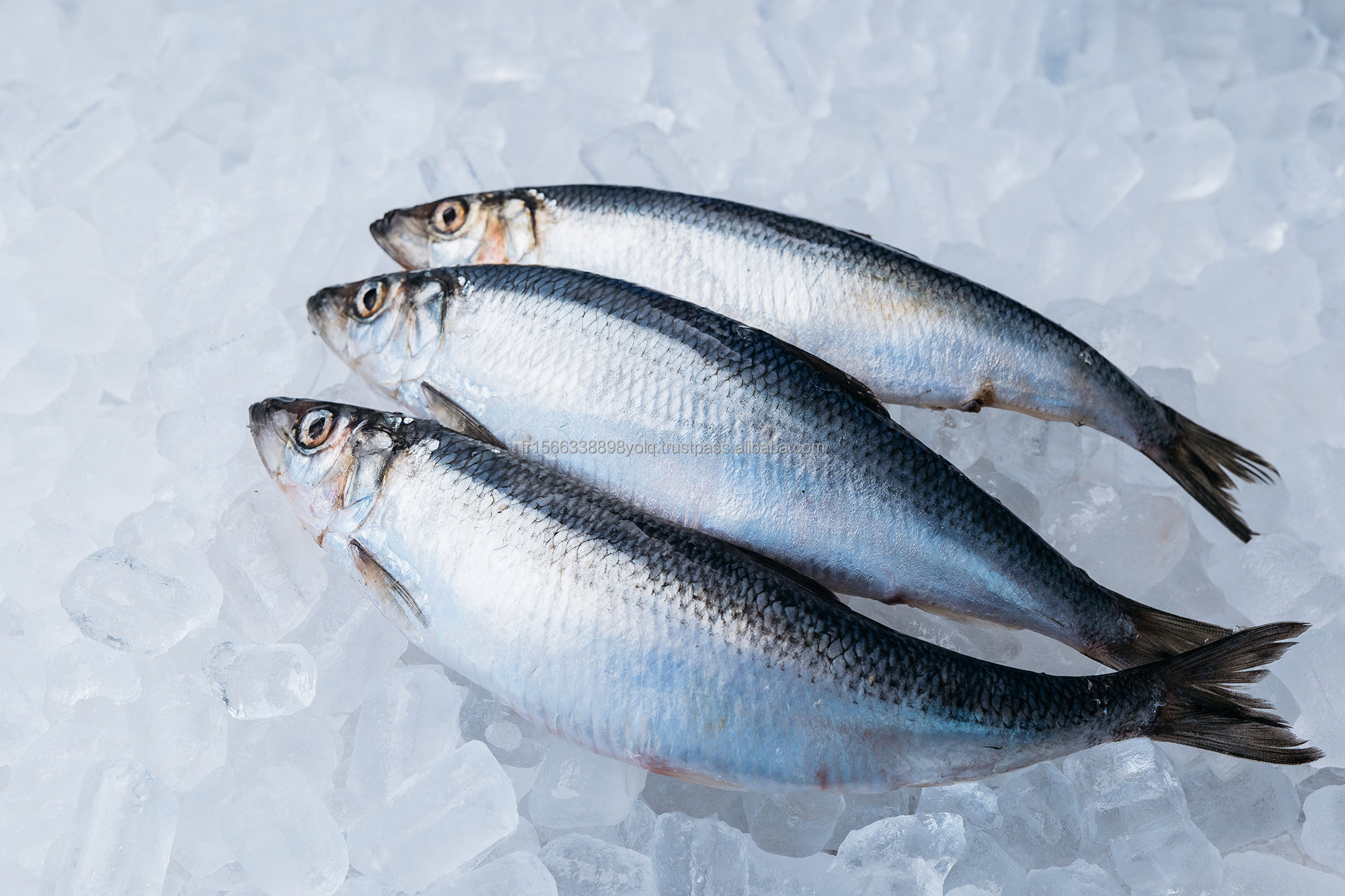 Buy Frozen Herring at Wholesale Prices