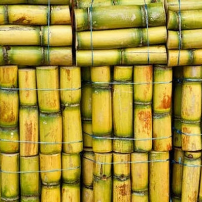 Frozen sugarcane HIGH QUALITY