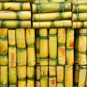 Frozen sugarcane HIGH QUALITY