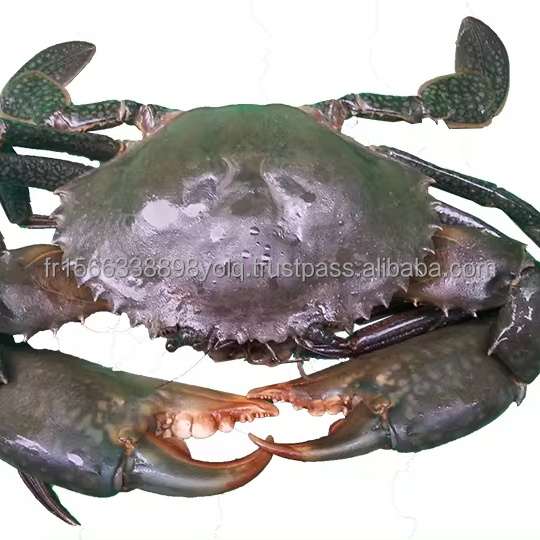 Bulk Price Whole Live Mud Crab for Sale