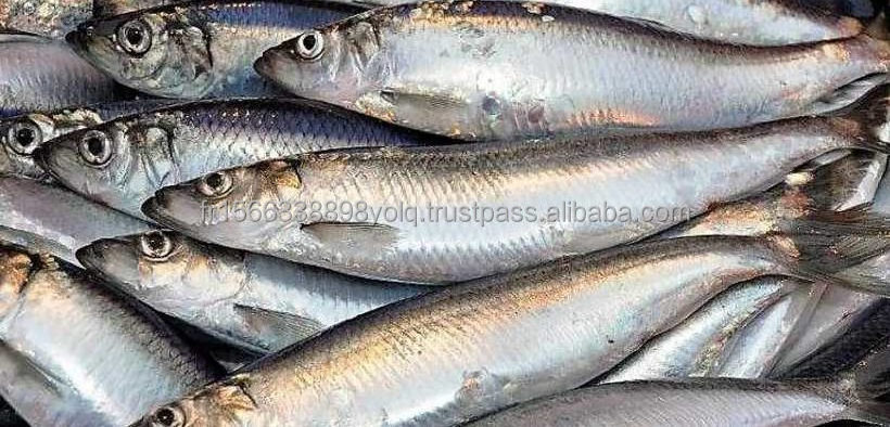 Buy Frozen Herring at Wholesale Prices