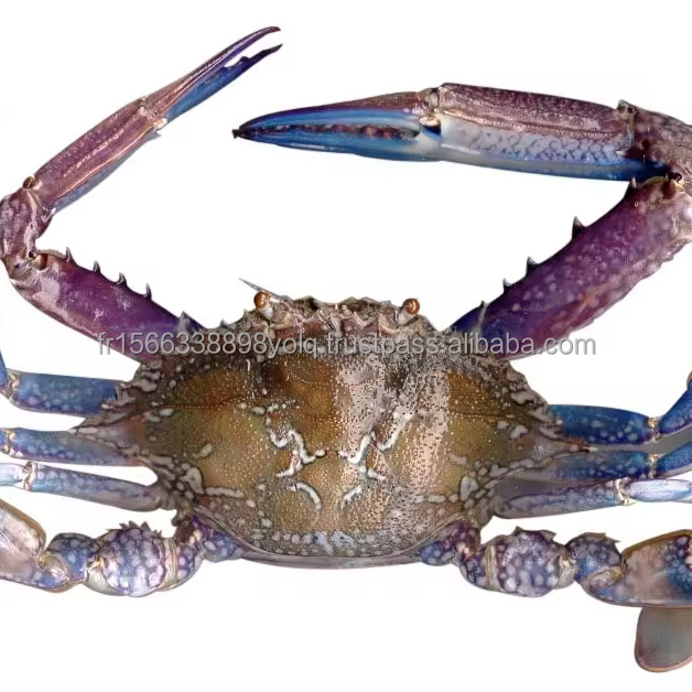 Frozen Crab Blue Swimming Crab FOR SALE