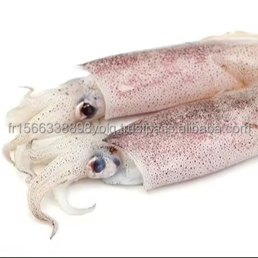 Whole Frozen Loligo Squid Loligo Duvauceli Calamar, For Export