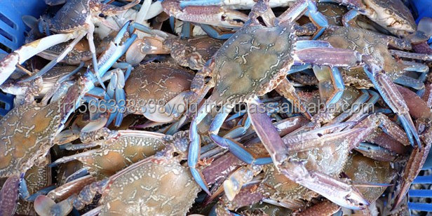 Frozen Crab Blue Swimming Crab FOR SALE