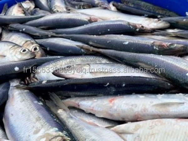 Buy Frozen Herring at Wholesale Prices