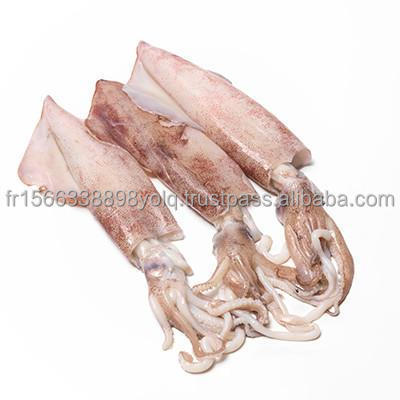 Whole Frozen Loligo Squid Loligo Duvauceli Calamar, For Export